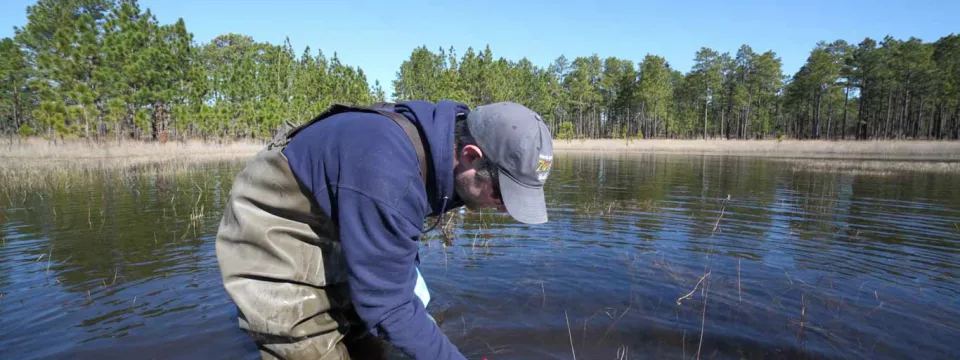 Gopher Frog Conservation in Sandhills