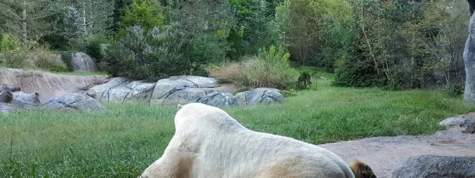 Polar Bear Payton laying in his cave