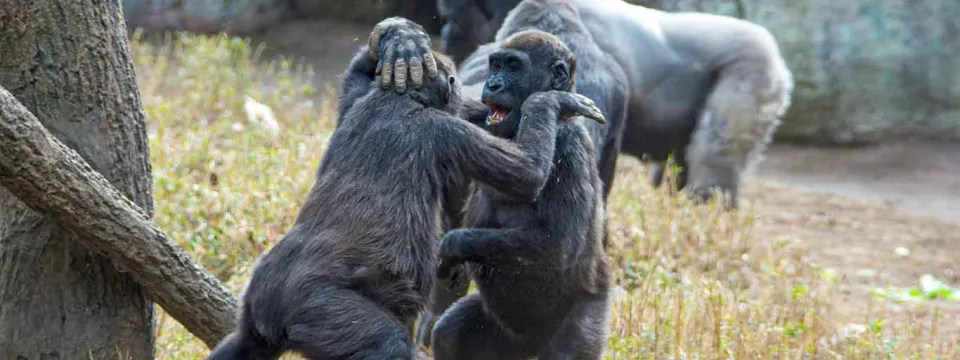 Apollo and Bomasa playing