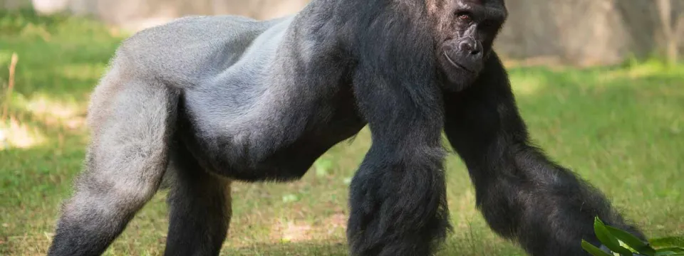 Gorilla Mosuba