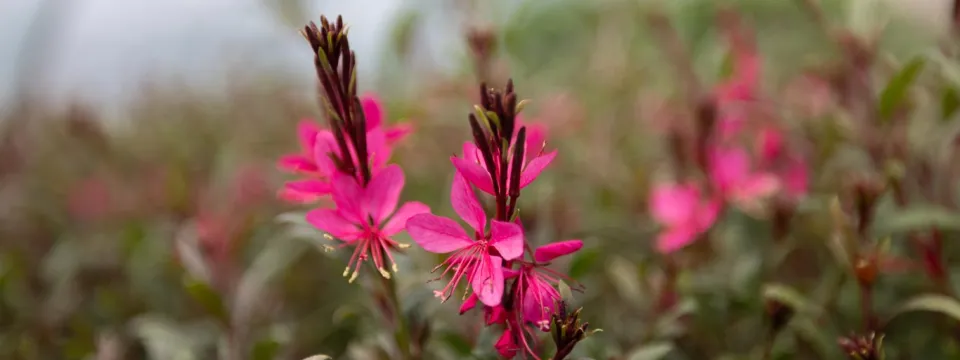 Pink Flower