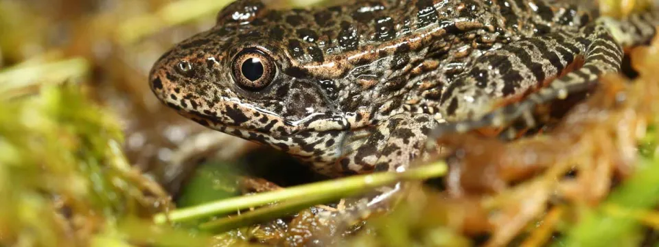 Head Started Gopher Frog