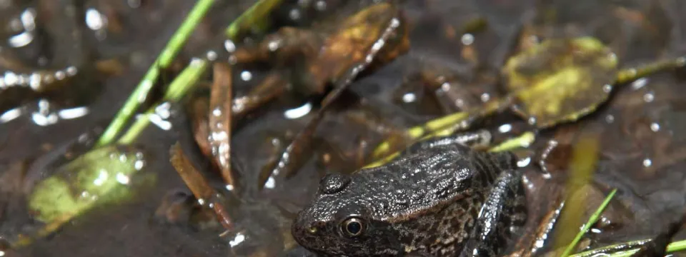 Gopher frog metamorph