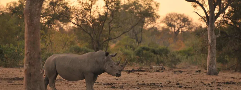 A large grey rhino stands alone, in the middle of a wide plain that is sprinkled with trees and patches of tall grass as the sun sets behind it.