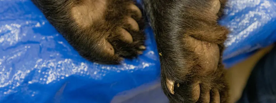 Black Bear Cub Paws