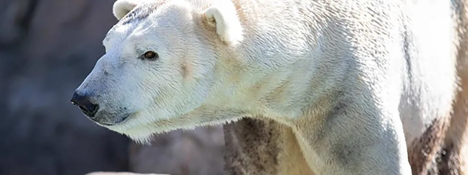 Payton North Carolina Zoo's new polar bear