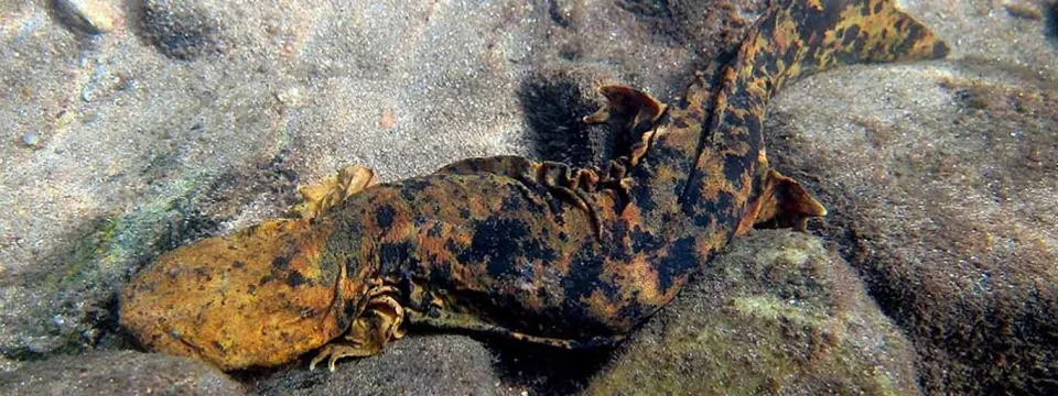 A long, mottled brown and black patterned amphibian with a flat, rounded head called a Hellbender laying camouflaged on some rocks.