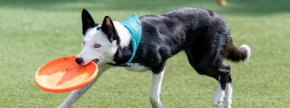 summer 2023 canine show frisbee