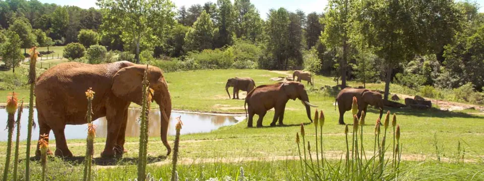 African Elephant Habitat