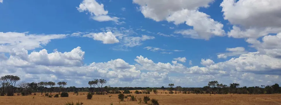 Vultures - conservation open sky Tanzania