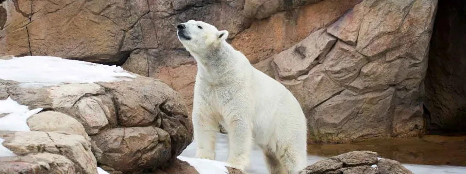 Polar bear on snowy rock