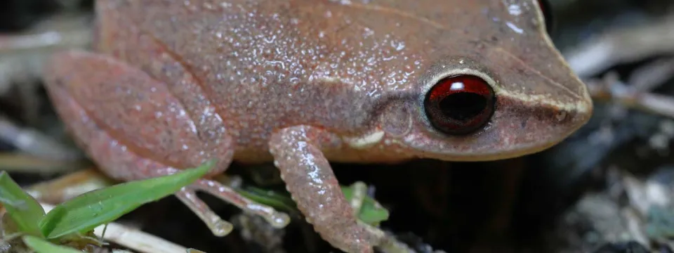 Red Eyed Coqui