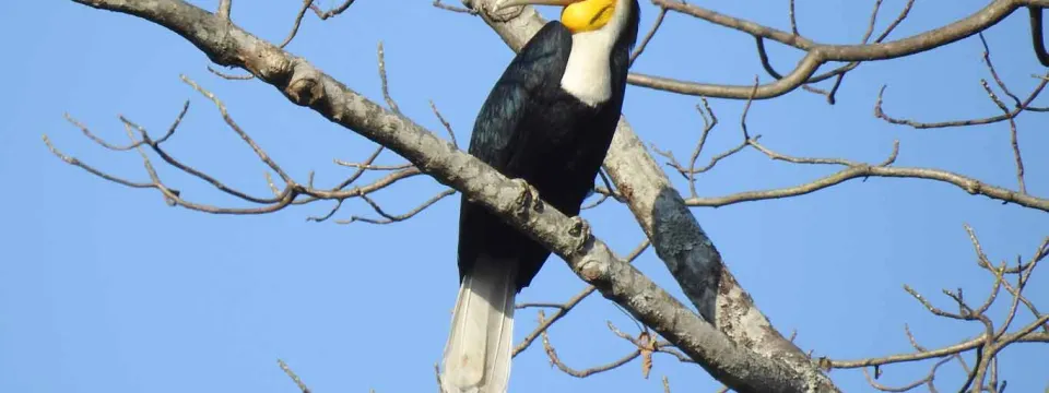 Wreathed hornbill male