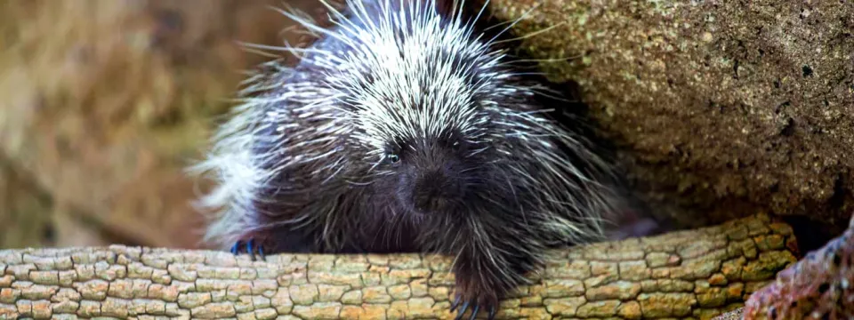 American porcupine on a log