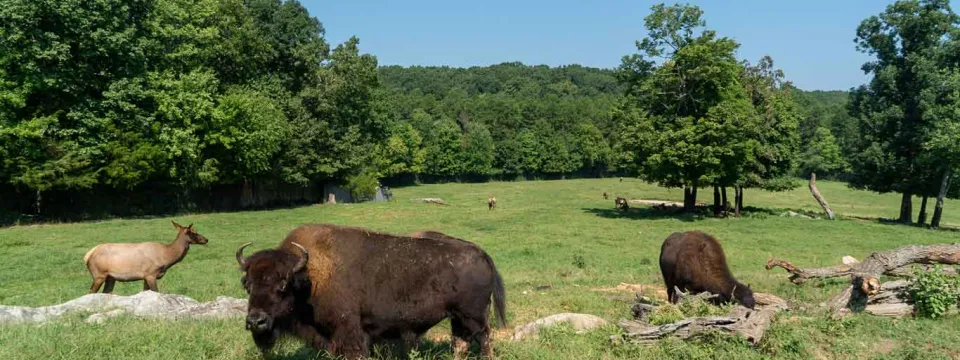 An expansive, grassy field with dark trees and foliage dispersed around and throughout it. In the foreground, two large, shaggy, brown Bison and a deer-sized Wapiti stand in a group, grazing near a large log.
