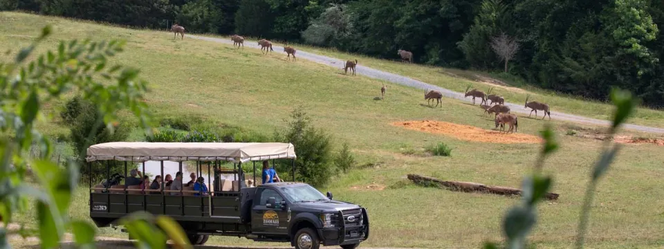 Zoofari truck going through the Watani Grasslands habitat