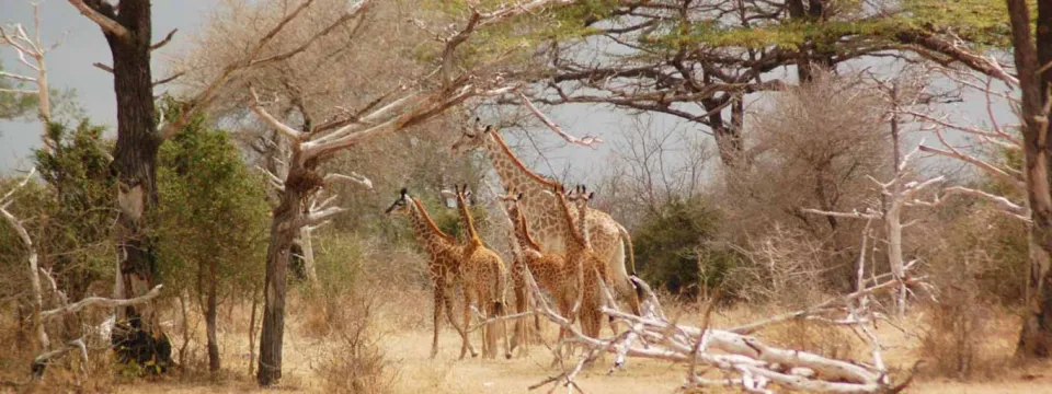 Group of giraffe calves with adult in Nyerere National Park