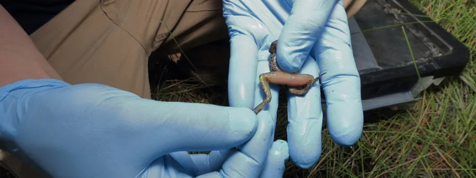 Marking gopher frogs