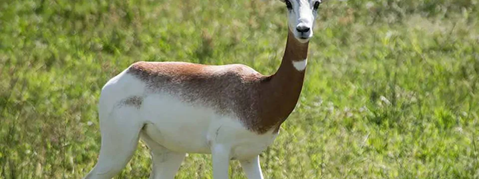 North Carolina Zoo: Saving Species Africa; Addra Gazelle