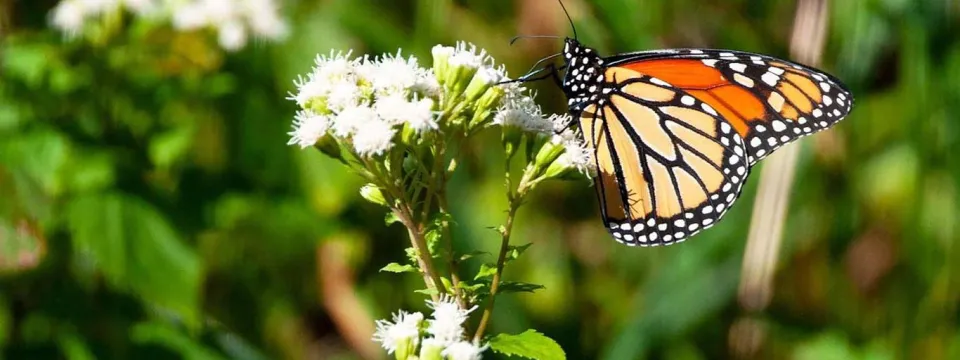 5 declining species monarch
