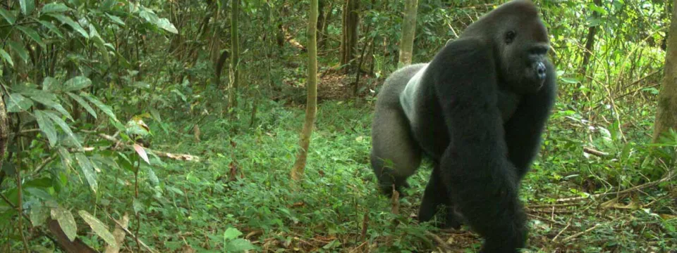 A large Gorilla walking on its strong arms and legs towards the right through a grassy field. A tall, rocky wall is visible behind it.