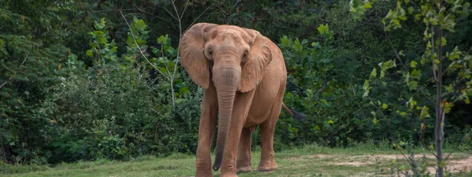 Elephant Artie on habitat in spring