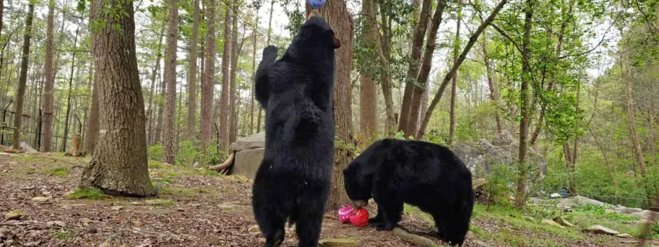 One chunky black bear stands on its back legs, stretching up to a tree where a papier mache ball filled with treats hangs above her. A second bear stands at the base of the tree ripping into a red ball and munching on what falls out.