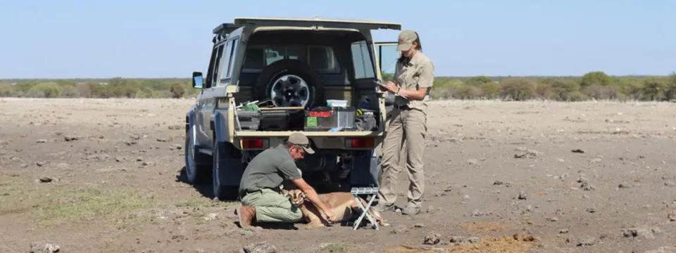 Two wildlife workers (a man and a woman) in casual outdoor gear are appearing to tag a small deer like creature. The man is kneeling on the ground, holding the animal down next to a safari vehicle while the woman is standing next to him, taking notes..