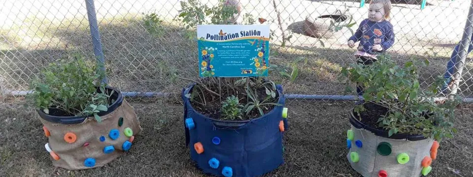 Pollination station monarch waystation