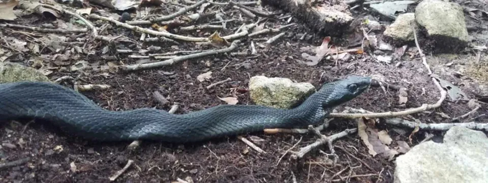 eastern hognose snake