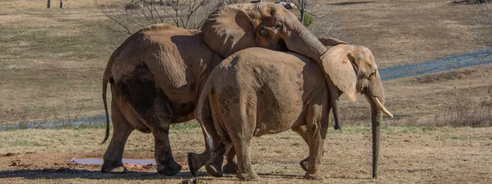 Two African Elephants standing very close together in a large, open, dry-looking grassy field. The elephant on the left has its trunk resting gently on the back of the elephant on the right, suggesting an affectionate interaction. Both elephants are covered in reddish-brown dirt and are facing the right. The field is mostly dry, light brown grass, and there are trees and rolling hills in the distant background.