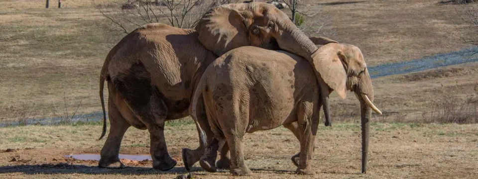 Elephants socializing with trunks
