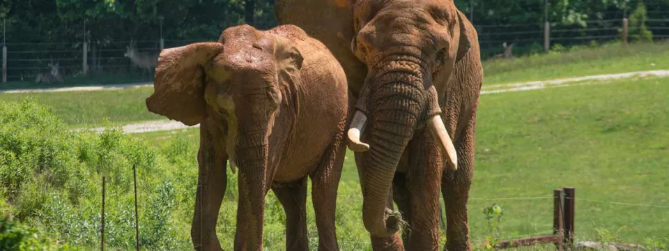 Elephants side by side