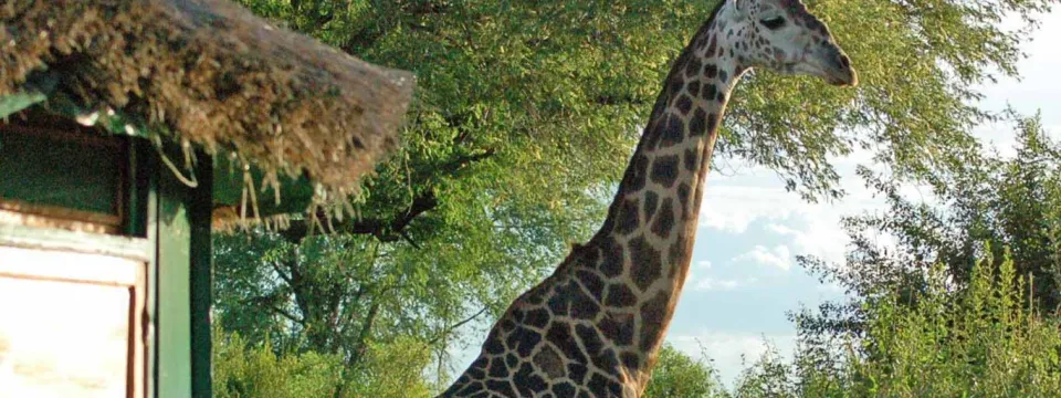 Giraffe in Africa