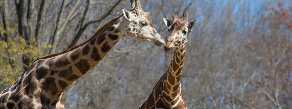 Jack and Turbo giraffes