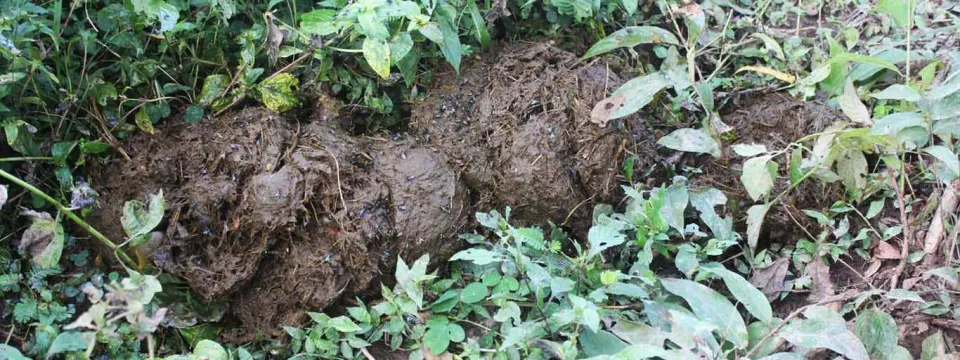 Elephant dung used to track elephant group