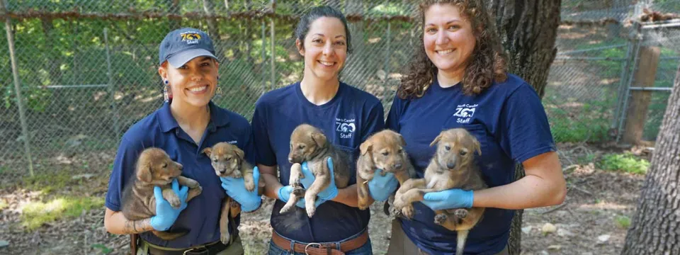 Red wolf pups