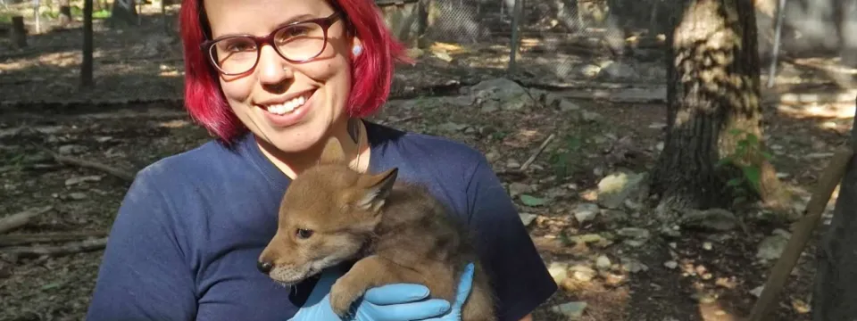 a person wearing a dark blue NC Zoo uniform and blue latex gloves holds a newborn Red Wolf pup to show the viewer while standing in an outdoor environment. The person's face is not visbile.
