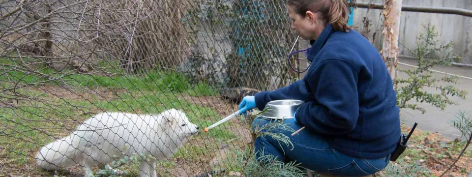 Keeper training arctic fox