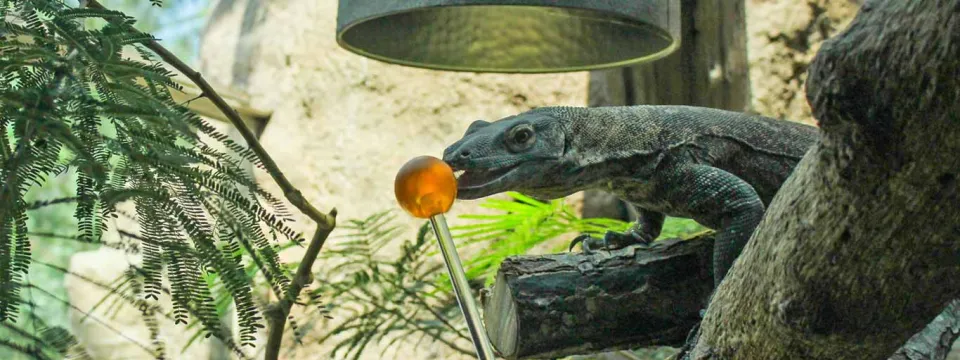 A Komodo dragon, a large monitor lizard with rough, mottled gray, black, and yellowish skin, rests its scaly body on a textured surface that appears to be a log or rock. The background is a blurred mix of gray and brown, suggesting a large rock.