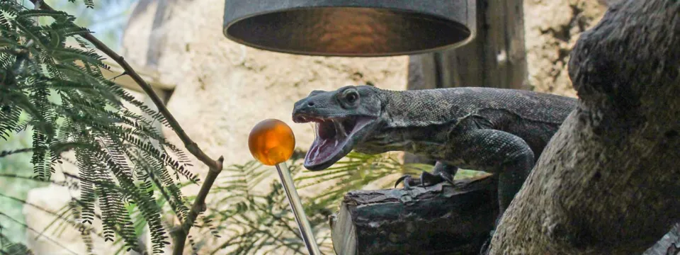Komodo dragon target training up close with mouth open as it sits under a heat lamp on a log, surrounded by plants and rocks.