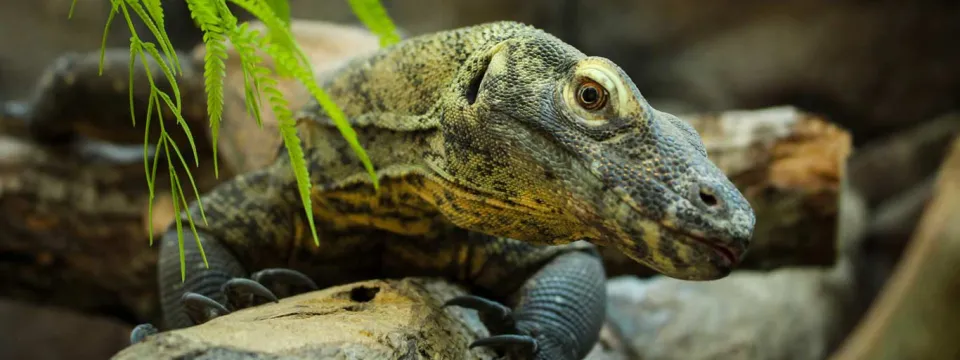 A komodo dragon draped on a log, showcasing its distinctive scales and alert posture in a natural setting as it gazes with interest at the camera.