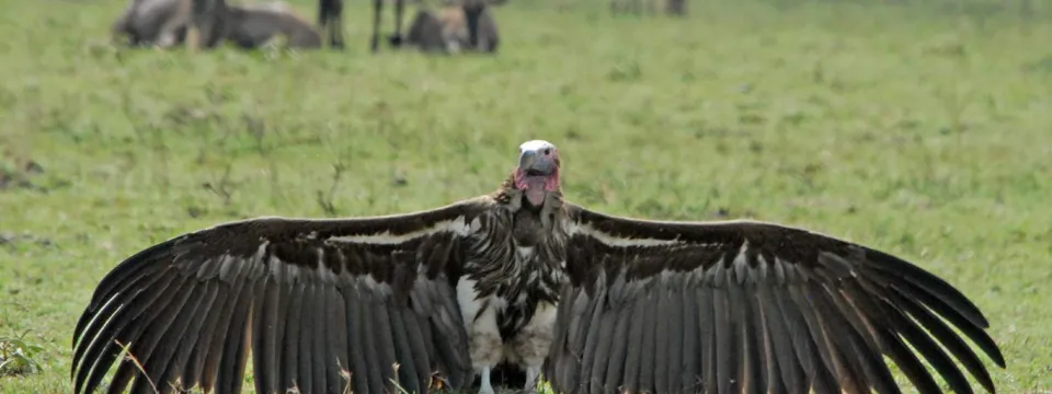A Vulture, which is a bird of prey, is captured in flight low over a vast, dry savannah landscape. The ground is covered in brown and golden grasses, with a line of trees and a low mountain range visible in the distance under a blue sky with scattered white clouds.