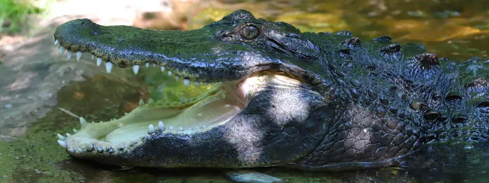 Alligator