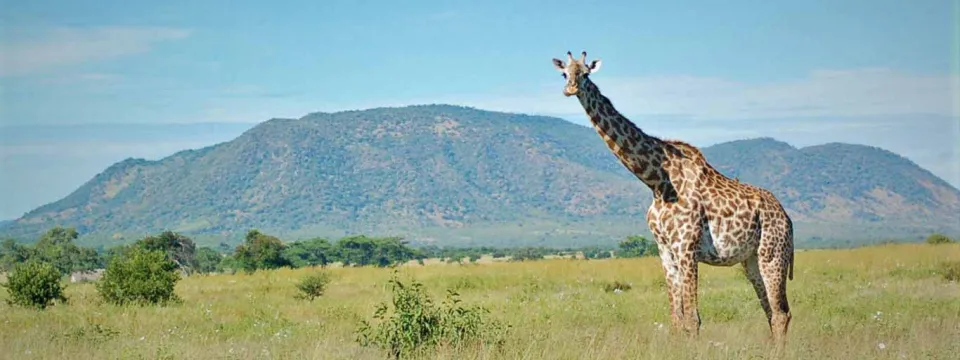 Giraffe in Africa