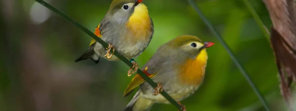 A pair of vibrant Peking Robins perched close together on a thin, dark vine or wire. The small birds have striking plumage featuring an olive-gray body, a bright yellow-orange throat and chest, a yellow ring around the eye, and patches of red and orange on their wings.