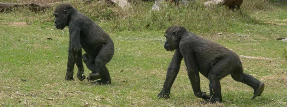 Two young, black gorillas walking on all fours across a patch of green and yellow grass. They are moving toward the left side of the frame. The background consists of a few large rocks and a patch of taller, darker green vegetation, suggesting an outdoor enclosure.