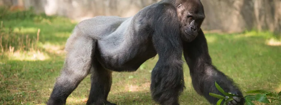 A large Gorilla walking on its strong arms and legs towards the right through a grassy field. A tall, rocky wall is visible behind it.
