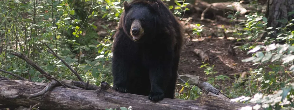A chunky Black Bear with a brown muzzle which is slightly open as it lumbers over a fallen tree that is crossing its path through a dense wooded area.