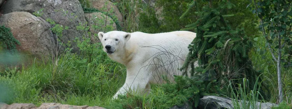 A Polar Bear walks on all fours towards the right, across a grassy landscape that is sprinkled with rocks and tall grasses and shrubs. A large log lies across the top right of the frame.